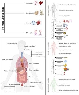 The Impact of Human Microbiotas in Hematopoietic Stem Cell and Organ Transplantation